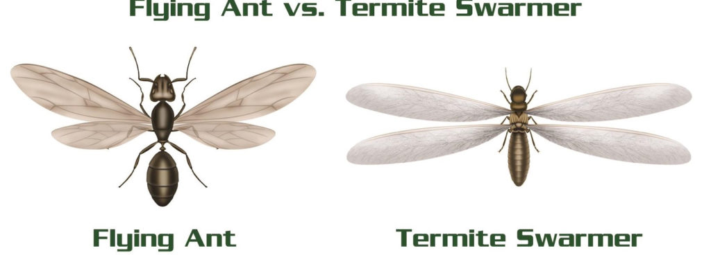 Termite Control