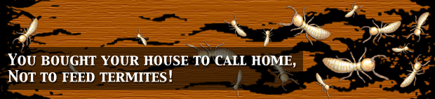 Termite Panel